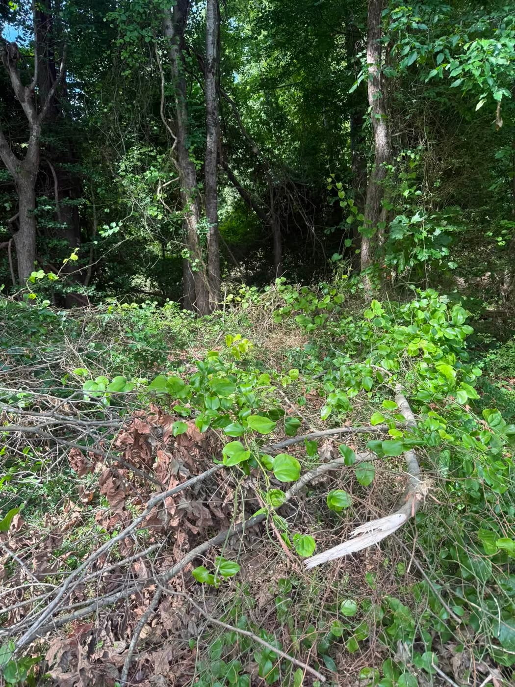 Overgrown property choked with brush and vines before clearing