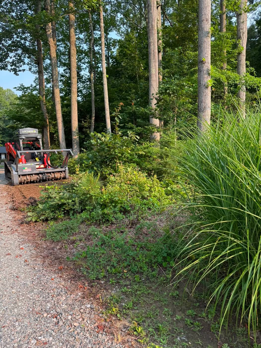 Piedmont Land Provisions forestry mulcher clearing brush along a wooded property line